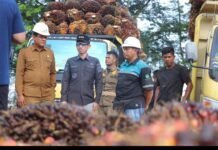 Bupati Tarmizi Lakukan Sidak ke Pabrik Kelapa Sawit Cek Harga Pembelian TBS Masyarakat Oleh Perusahaan