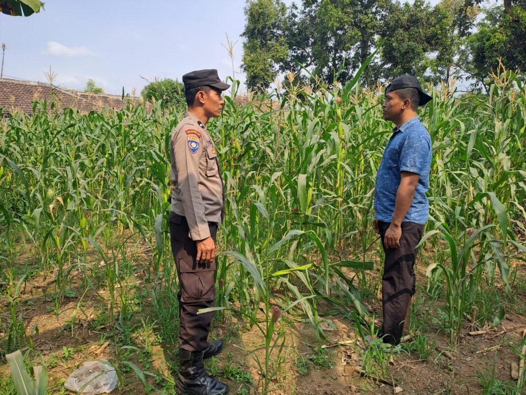 pantau tanaman jagung di pohgading bhabinkamtibmas perkuat sinergi ketahanan pangan pantau tanaman jagung di pohgading bhabinkamtibmas perkuat sinergi ketahanan pangan