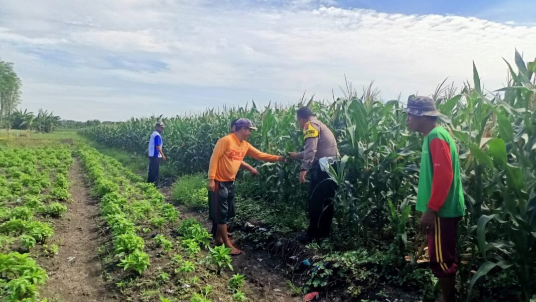 Pantau jagung di gempeng Bhabinkamtibmas perperkuat Pendampingan kelompok tani Pantau jagung di gempeng Bhabinkamtibmas perperkuat Pendampingan kelompok tani
