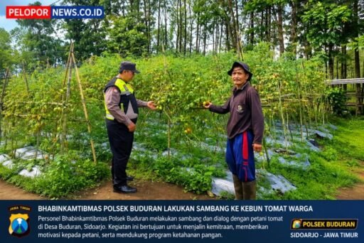 Tanaman tomat di pungging Tumbuh baik Bhabinkamtibmas Dukung suksesnya ketahanan Pangan nasional Tanaman tomat di pungging Tumbuh baik Bhabinkamtibmas Dukung suksesnya ketahanan Pangan nasional