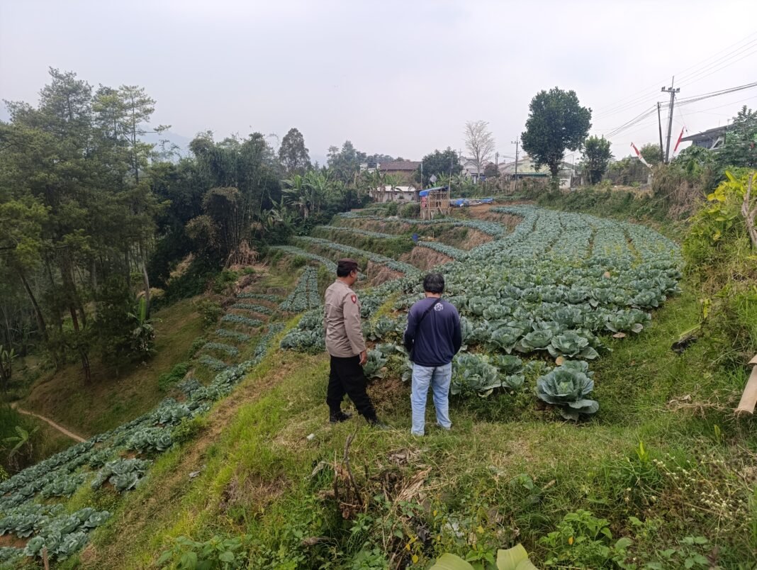 Bhabinkamtibmas Blarang rutin Monitoring tanaman kubis agar Tumbuh sesuai harapan Bhabinkamtibmas Blarang rutin Monitoring tanaman kubis agar Tumbuh sesuai harapan