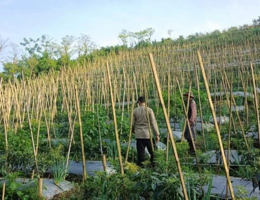 Bhabinkamtibmas dukung Budidaya tanaman cabai di Lahan p2 B di gendro Bhabinkamtibmas dukung Budidaya tanaman cabai di Lahan p2 B di gendro