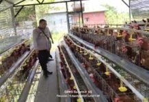 Bhabinkamtibmas Polsek Rembang laporkan Budidaya Ayam petelur di kalisat tumbuh Sehat