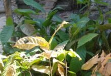 Proyek Kakao Rp2 Miliar di Majene Bergejolak, Petani Tolak Bibit Seedling: Ada Apa?