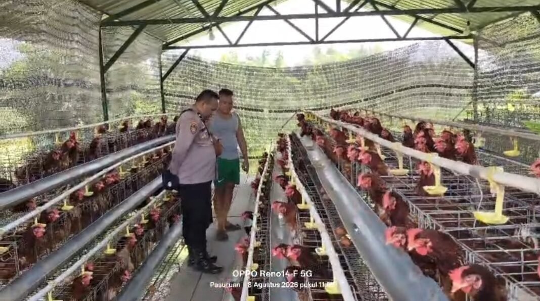 Budidaya Ayam Petelur Di Kalisat Berkembang Baik Bhabinkamtibmas Dukung Ketahanan Pangan Budidaya Ayam Petelur Di Kalisat Berkembang Baik Bhabinkamtibmas Dukung Ketahanan Pangan