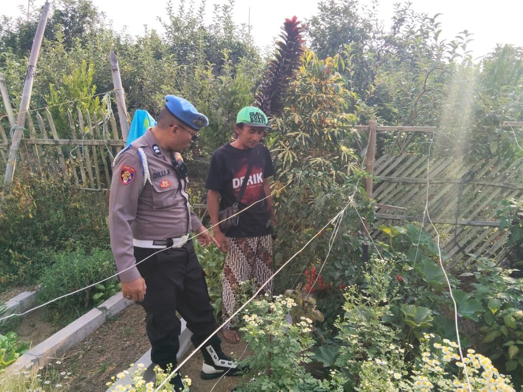 Bhabinkamtibmas Turut Serta Budidaya Tanaman Tomat Di Lahan P2B Desa Tutur Bhabinkamtibmas Turut Serta Budidaya Tanaman Tomat Di Lahan P2B Desa Tutur