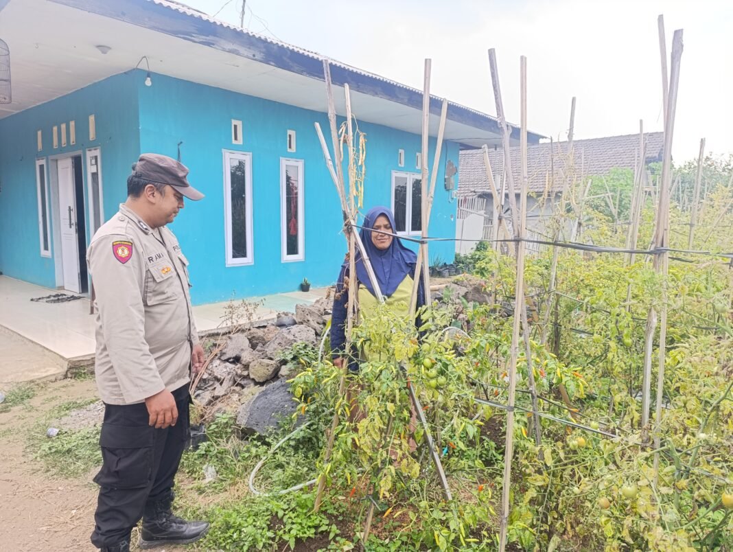 Bhabinkamtibmas Polsek Nongkojajar Pantau Tanaman Cabe Dukung. Program Ketahanan Pangan Nasional Bhabinkamtibmas Polsek Nongkojajar Pantau Tanaman Cabe Dukung. Program Ketahanan Pangan Nasional