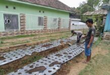 Polsek Nongkojajar Dukung Budidaya Bawang Putih di Tlogosari Untuk Perkuat Ketahanan Pangan