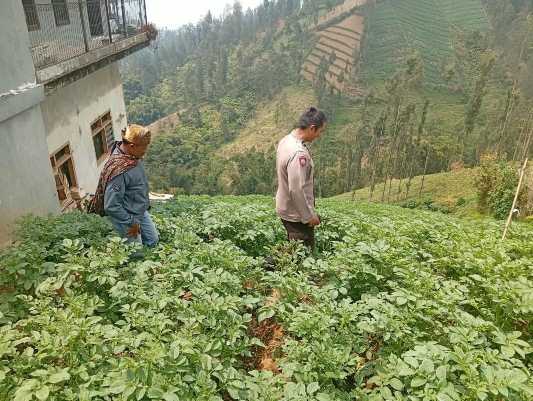 Polsek Nongkojajar Dukung Budidaya Bawang Putih di Tlogosari Untuk Perkuat Ketahanan Pangan Polsek Nongkojajar Dukung Budidaya Bawang Putih di Tlogosari Untuk Perkuat Ketahanan Pangan