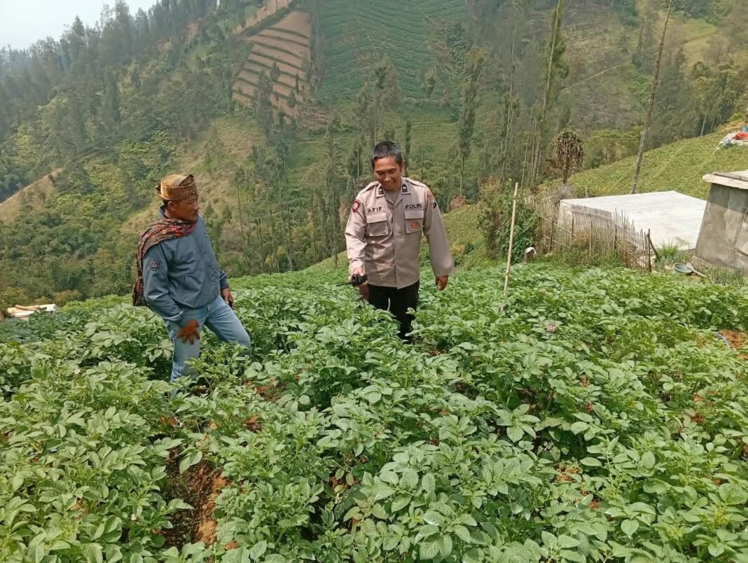Bhabinkamtibmas Tosari Rutin Cek Tanaman Kentang, Dukung Ketahanan Pangan Warga Bhabinkamtibmas Tosari Rutin Cek Tanaman Kentang, Dukung Ketahanan Pangan Warga