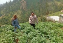 Bhabinkamtibmas Tosari Rutin Cek Tanaman Kentang, Dukung Ketahanan Pangan Warga