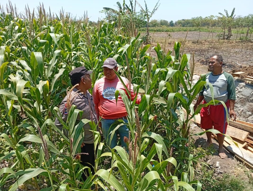 Polsek Sukorejo Dampingi Kelompok Tani Manfaatkan Lahan Produktif Untuk Ketahanan Pangan Polsek Sukorejo Dampingi Kelompok Tani Manfaatkan Lahan Produktif Untuk Ketahanan Pangan