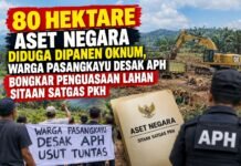 Aset Negara Diduga Jadi ‘Sapi Perah’, 80 Hektare Lahan Sitaan Satgas PKH Dipanen Oknum