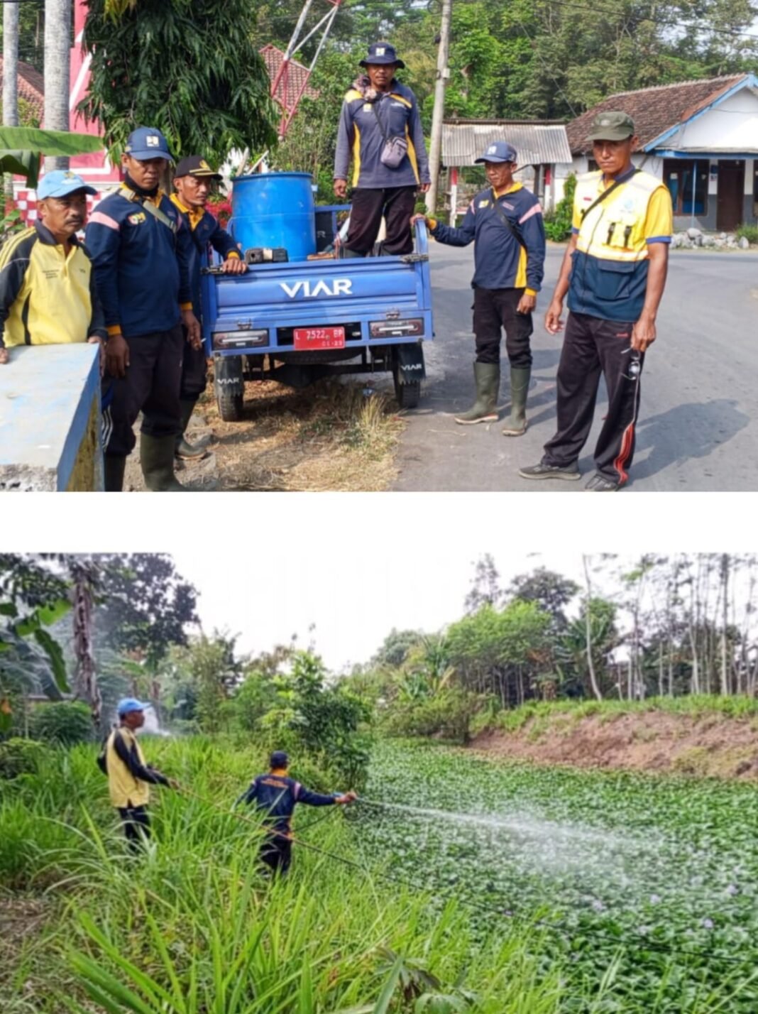 Cegah Aliran Air Tersumbat, Kosda Kencong Tangani Eceng Gondok Sepanjang 3 Kilometer Cegah Aliran Air Tersumbat, Kosda Kencong Tangani Eceng Gondok Sepanjang 3 Kilometer