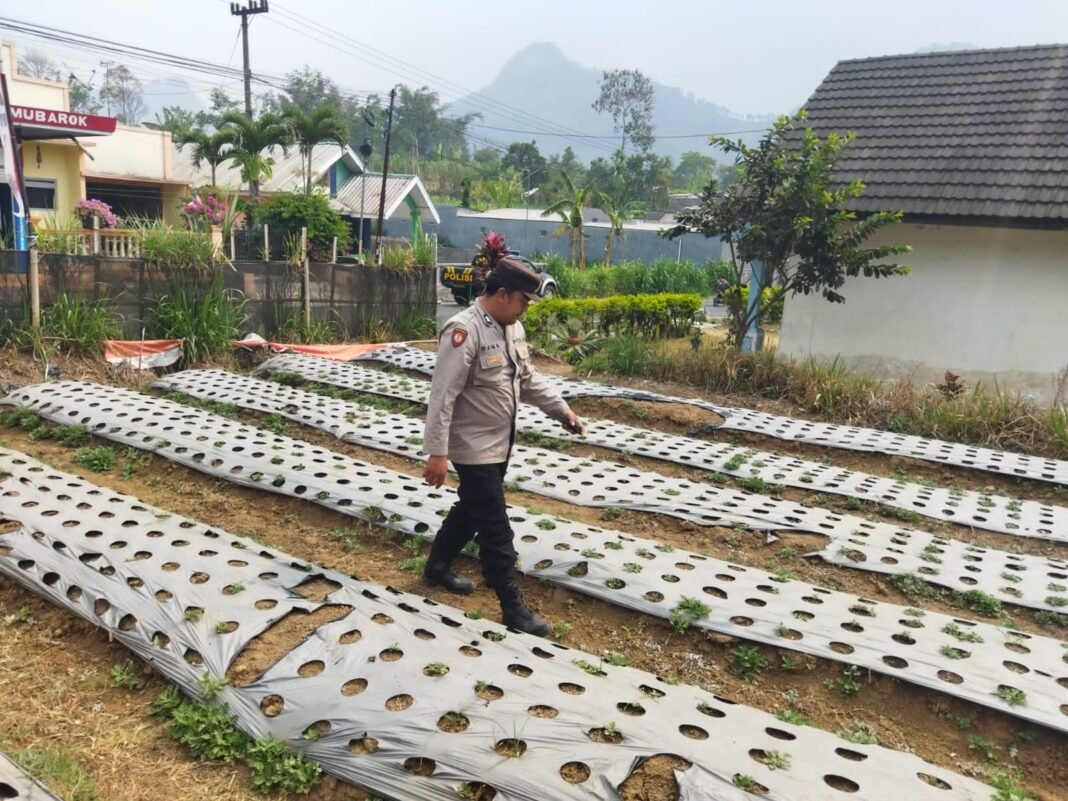Polsek Nongkojajar Dukung Ketahanan Pangan Nasional, Pantau dan Rawat Tanaman Bawang Putih di Desa Tlogosari Polsek Nongkojajar Dukung Ketahanan Pangan Nasional, Pantau dan Rawat Tanaman Bawang Putih di Desa Tlogosari