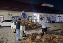 Heboh! 1,5 Ton Sawit Hilang dari Lingkungan Polres Mateng, Nama Kanit Pidum Terseret dalam Dugaan Skandal